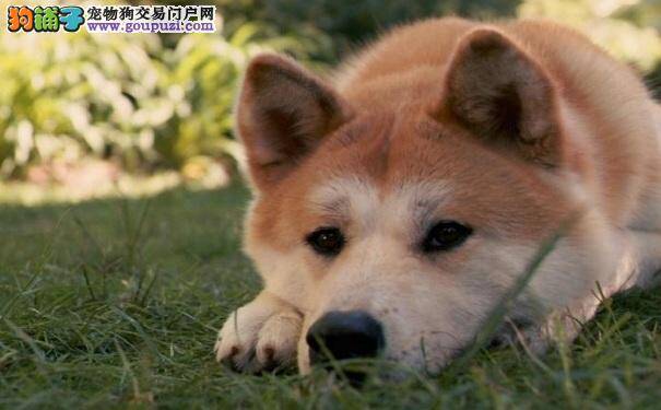 秋田犬皮肤病原因及预防