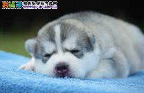 保护毛发健康 确定哪些因素会影响到哈士奇的毛发质量