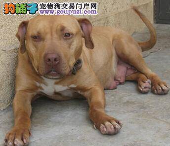 饲养大百科 比特犬身上出现跳蚤怎么办