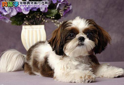 带西施犬自驾游经常会遇到的误区