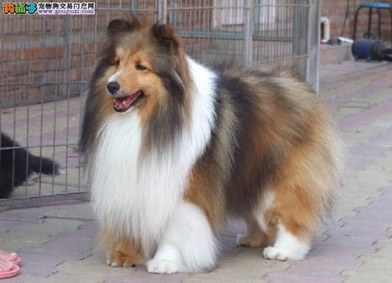 喜乐蒂犬小时候必须剃2-3次毛吗