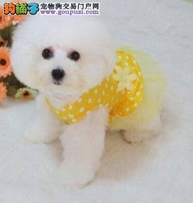 购买比熊犬前需要检查的两个重要部位