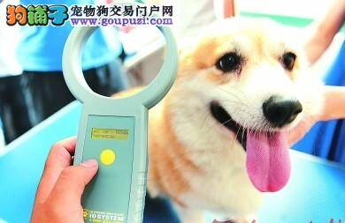 沈阳实施限犬令  不办犬证将罚款数百元