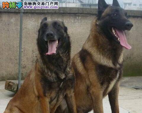 家有小宠物 调教马犬需要注意些什么