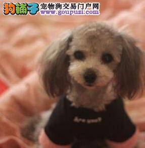 教您如何为贵宾犬美容
