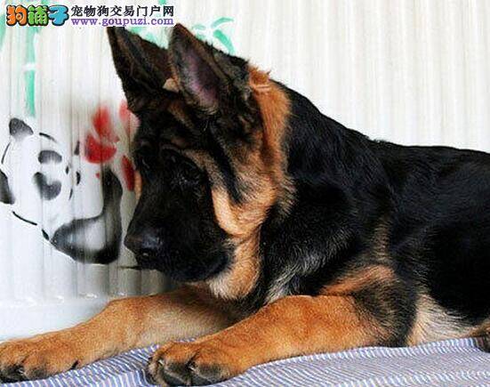 德国牧羊犬感冒，咳嗽鼻子不通气如何是好