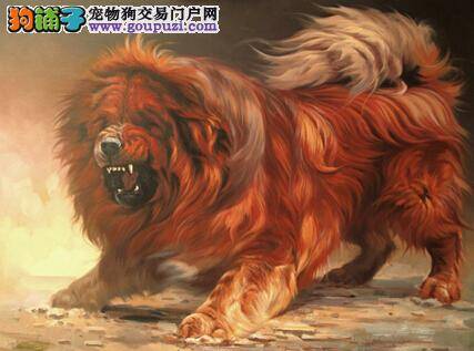挑选重点不容忽视 藏獒的重要特征是怎样的