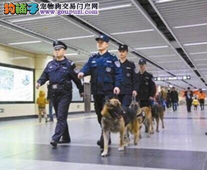 警犬默默守护城市安全 乘客出行得到保障