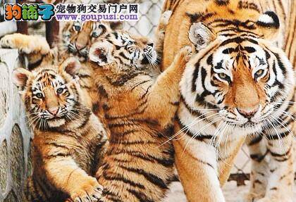 西安秦岭动物园的4只虎宝宝急征狗奶妈