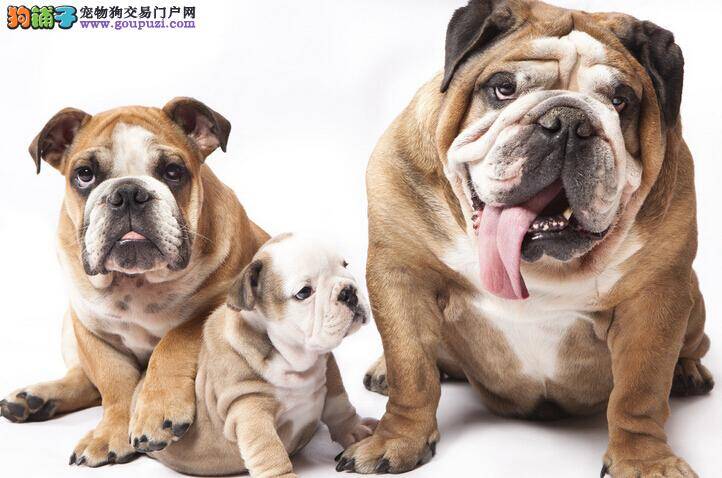 和谐相处小秘籍 如何让两只斗牛犬和平共处