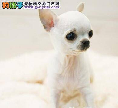 如何让狗更听话 怎样训练吉娃娃无条件服从主人