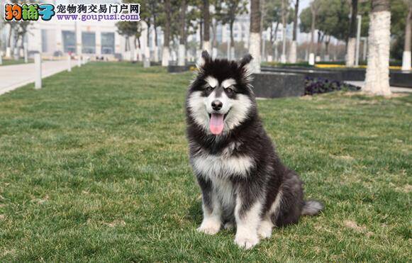 健康作息 如何不让阿拉斯加犬夜游