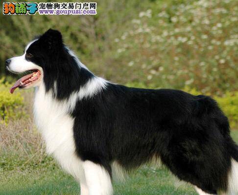 宠物饲养大全 如何照顾边境牧羊犬是最科学的方法