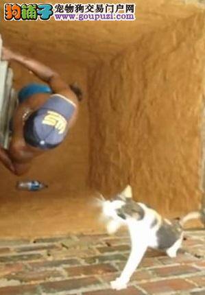“功夫猫”飞檐走壁跑出深洞 男子搭梯欲救被惊呆
