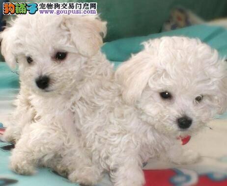 宠物一本全 比熊犬害怕打针应如何是好