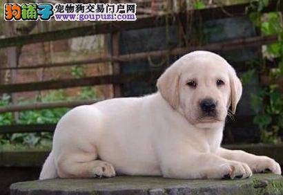 怎么饲养不到两个月的拉布拉多犬