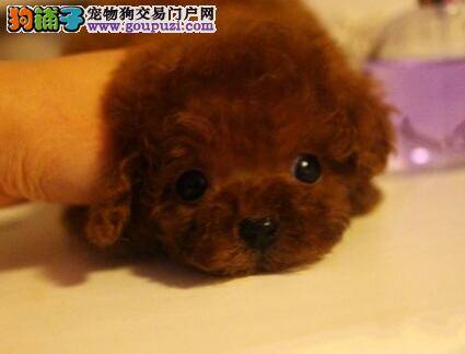 怎么知道玩具泰迪犬是不是生病