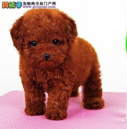 泰迪犬剧烈呕吐白沫黄水是什么原因