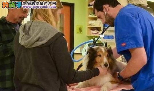 扎克伯格送3D打印塑像做礼物：爱犬一脸懵逼