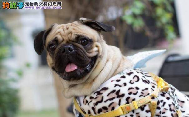 选购健康的巴哥犬从哪些方面入手 选购巴哥犬的方法