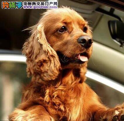 教你如何挑选最佳年龄的可卡犬