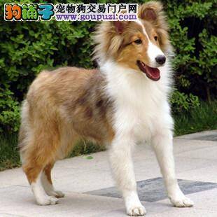 喜乐蒂犬总爱咬我的裤腿怎么办