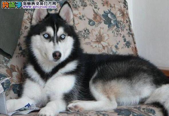 教你熟练掌握给哈士奇刷牙的秘诀