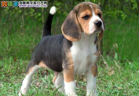 按标准衡量选购对象 说说比格犬的挑选方式