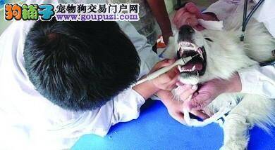 英雄牧羊犬多次献血救“同胞”