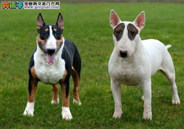 我家牛头梗为什么喜欢泥巴