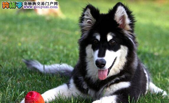 营养美味病号餐 生病的阿拉斯加犬应该吃些什么