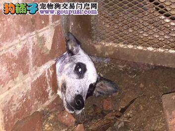 淘气狗追逐猫咪卡在墙洞中被救及时未受伤