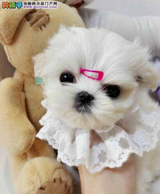 马尔济斯犬耳朵边缘有结痂是什么皮肤病