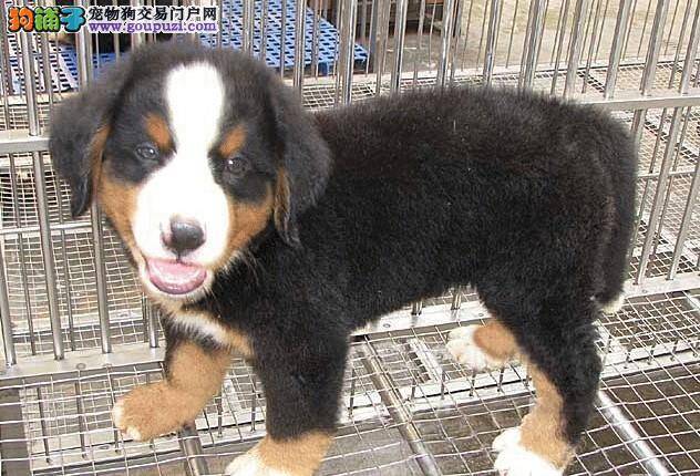 伯恩山犬呼吸道感染如何是好