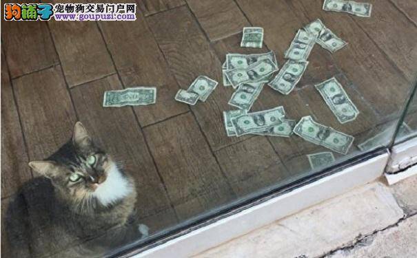 会夹钞票的办公室猫咪 已捐善款百余美元