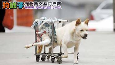 瘫痪狗狗不再自卑，坐着轮椅谈恋爱