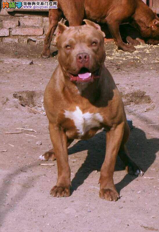 比特犬最近有点干呕是什么情况