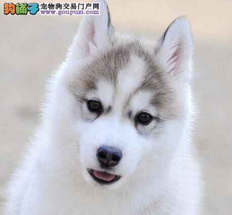 新手饲养哈士奇应该掌握的经验