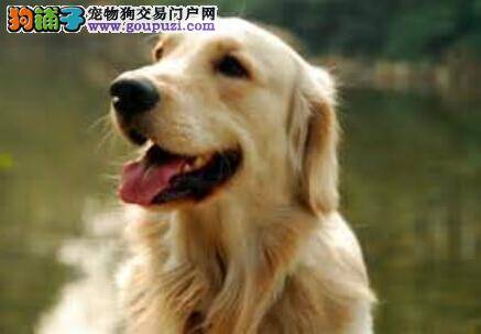 护理毛发窍门多 打理金毛犬的毛发有哪些方法