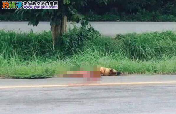泰国狗狗路边痴等主人1年 最后不幸被车撞死了
