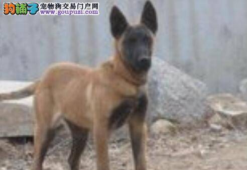 擦亮眼睛 轻松识别马犬生病的预兆