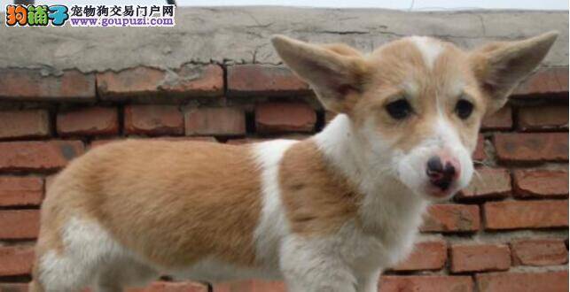 柯基犬如何养好？它的饲养技巧大盘点