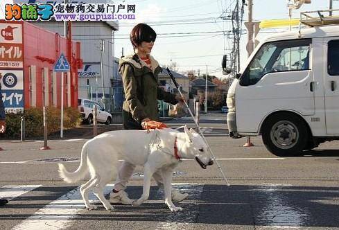 纯白色狼狗受重用 在日本担任导盲犬职责