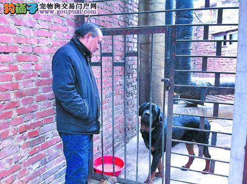 好心女士收养罗威纳犬面临两难处境