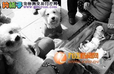 雨水节气天气回暖，一阿姨湖边"晒"爱犬宝宝