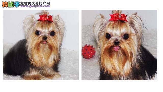 刚买回家的约克夏眼睛红红的是怎么了