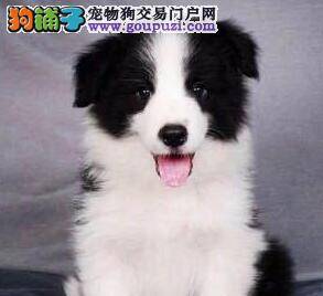 两个月的边境牧羊犬拉稀带血怎么办