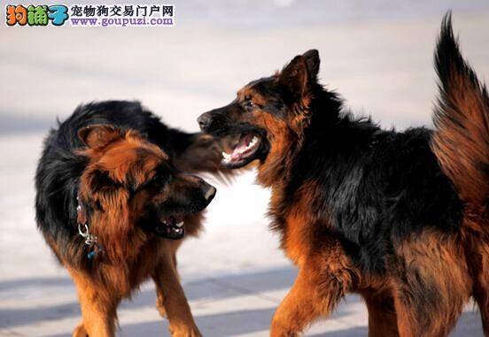 选购黄金方案 教你如何挑选到优秀的德国牧羊犬