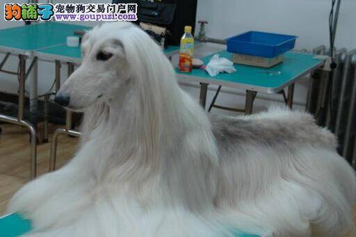 求医不如求己 如何解决阿富汗猎犬的口臭问题