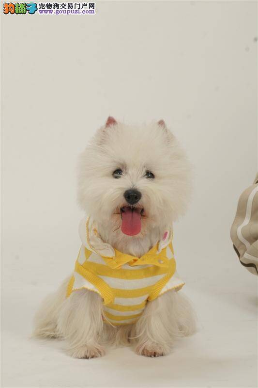 喜乐蒂犬发抖肚子胀气是什么毛病